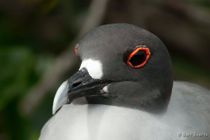 DSC_8536.JPG - Swallow-Tailed Gull