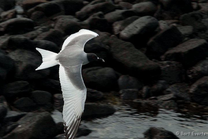 DSC_8550.JPG - Swallow-Tailed Gull
