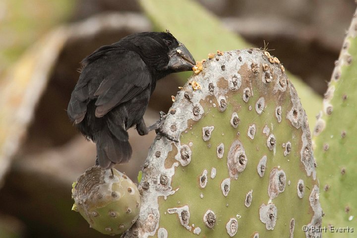 DSC_8575.JPG - Large Ground Finch male