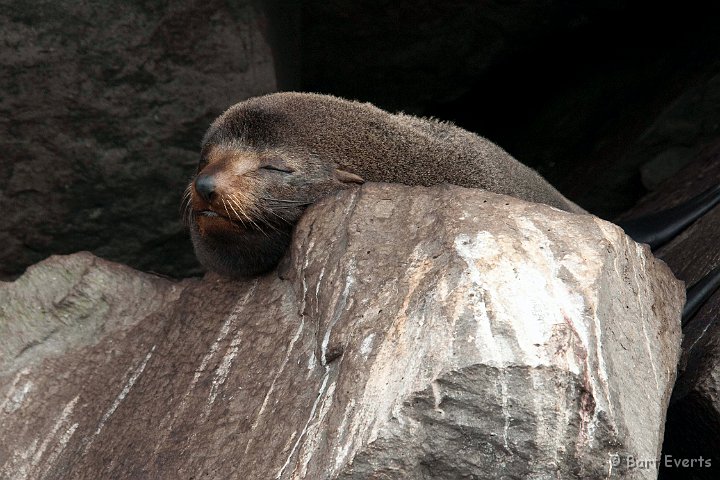 DSC_8630.JPG - Galapagos fur-seal