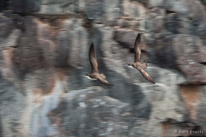 DSC_8637.JPG - Audobon's shearwater