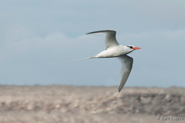 DSC_8654.JPG - red-billed tropic bird