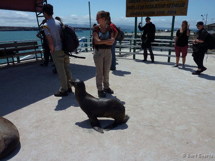 DSC_8039p.jpg - First encounter with sea lions