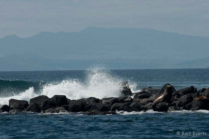DSC_8051.JPG - Sea Lions on the rocks
