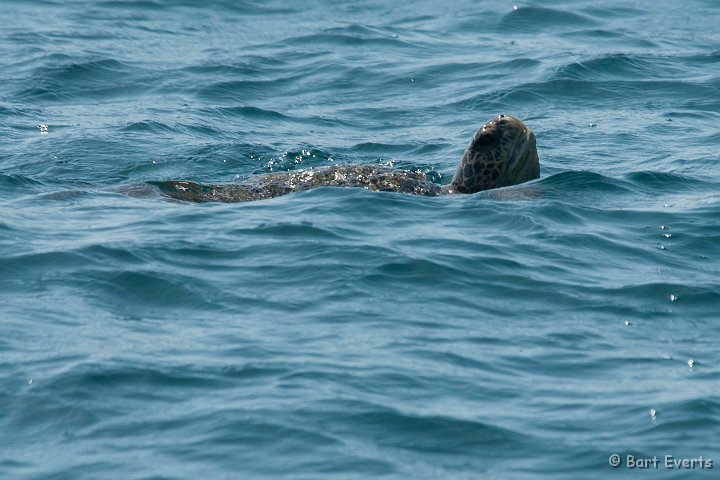 DSC_8056.JPG - Green Sea turtle