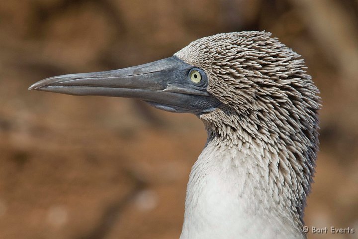 DSC_8080_1.jpg - Blue-footed Booby