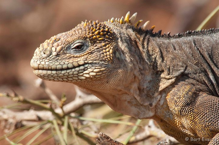 DSC_8098.JPG - Land Iguana