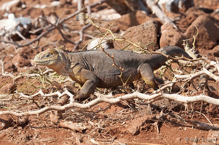 DSC_8099.JPG - Land Iguana