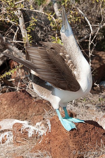 DSC_8104.JPG - Male blue-footed booby trying to attract a female
