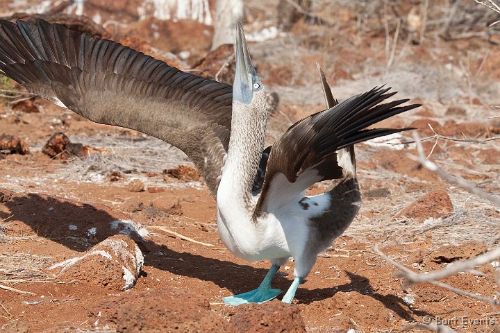 DSC_8111.JPG - Male blue-footed booby trying to attract a female