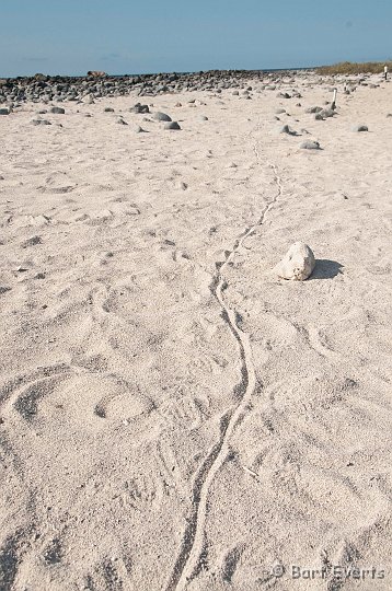 DSC_8155.JPG - tracks of land Iguana