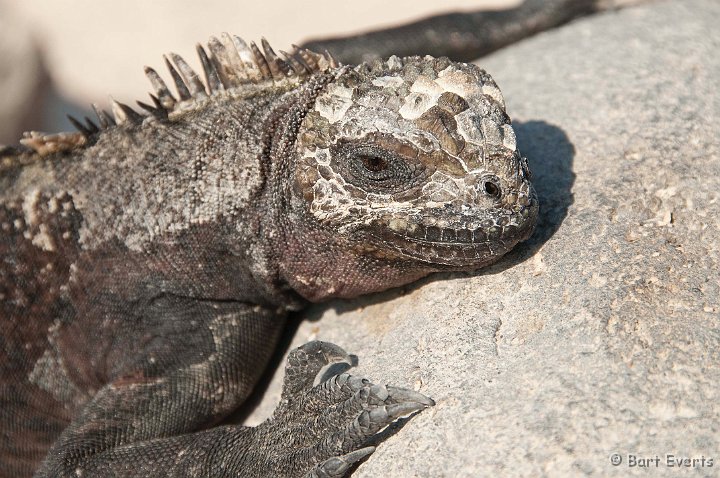 DSC_8156.JPG - Marine Iguana