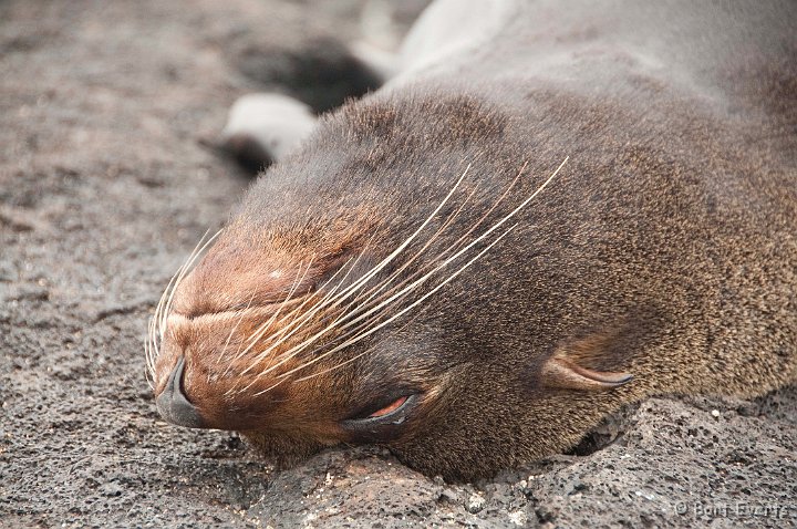 DSC_8770.JPG - Fur-seal