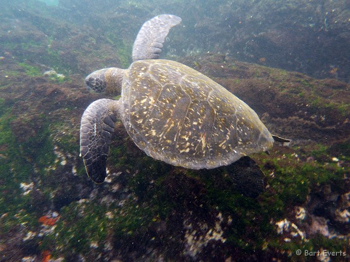 DSC_8772a.jpg - green sea turtle