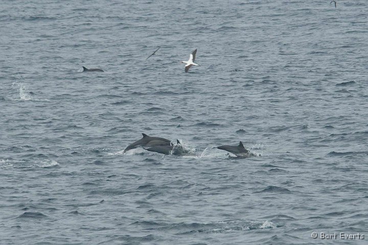 DSC_8799.JPG - common dolphins
