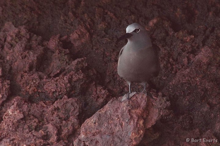 DSC_8826.JPG - Brown Noddy