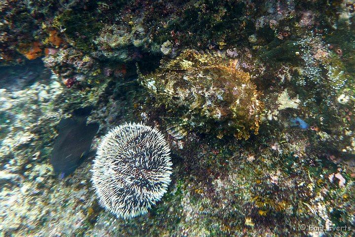 DSC_8841h.jpg - Toxic Sea urchin & stone scorpionsfish
