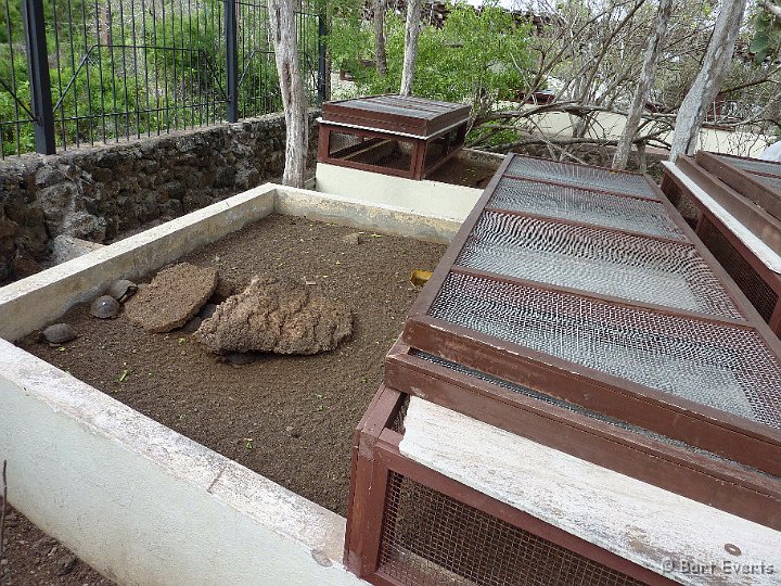 DSC_8841v.jpg - The spaces where the tortoises are being kept until 4 years of age, after which there released again in the wild