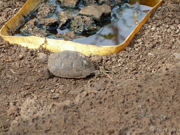 DSC_8841x.jpg - 1-2 year old baby tortoises