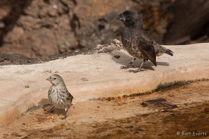 DSC_8853.JPG - Small & large ground finch on one photo