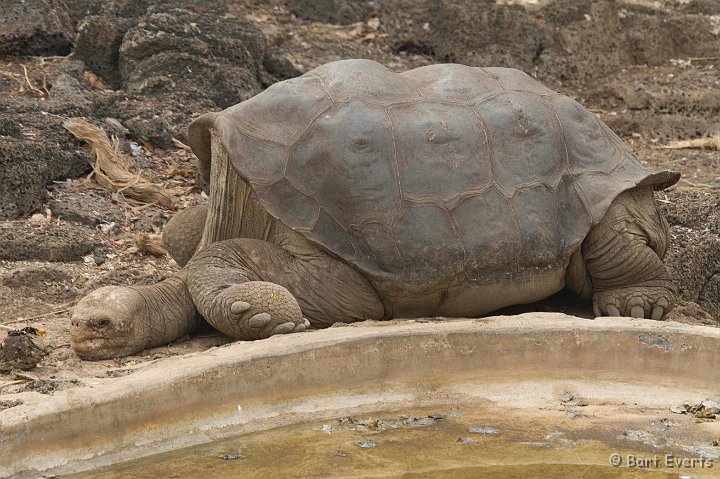 DSC_8855_1.jpg - Lonesome George: the last individual of its species that used to live on Pinta Island...