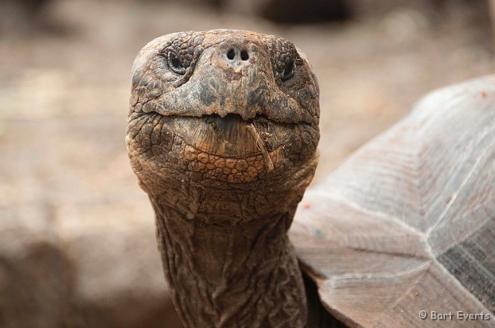 DSC_8870.JPG - One of the many giant Land Tortoises held in captivity in the research center