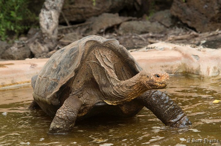 DSC_8904_1.jpg - One of the many giant Land Tortoises held in captivity in the research center