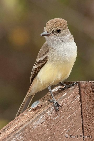 DSC_8918.JPG - Endemic Galapagos / Thick-billed Flycatcher