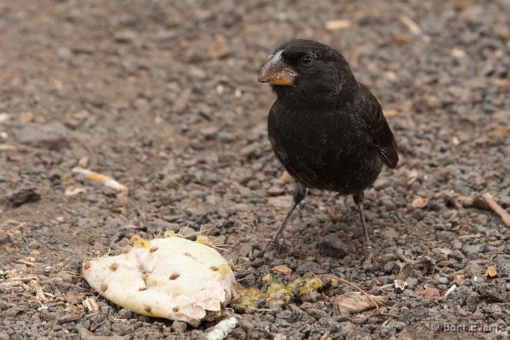 DSC_8922.JPG - Medium Ground Finch