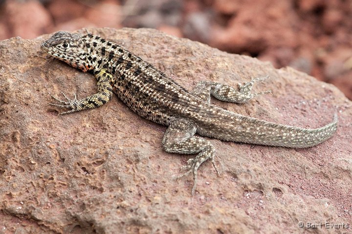 DSC_8936.JPG - Lava Lizard