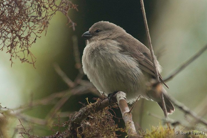 DSC_8945.JPG - Medium Tree Finch