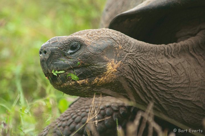 DSC_8959.JPG - Santa Cruz Giant Land Tortoise (up to 200kg in weight!)