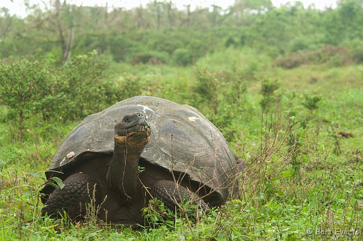 DSC_8961.JPG - Santa Cruz Giant Land Tortoise