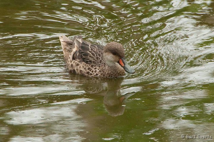 DSC_8970.JPG - Endemic subspecies of Bahama Pintail