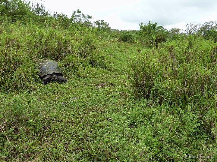 DSC_8972a.jpg - Find the tortoises