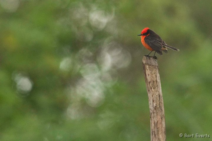 DSC_8975.JPG - endemic subspecies of Vermilllion flycatcher