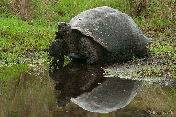 DSC_9008.JPG - Land Tortoise