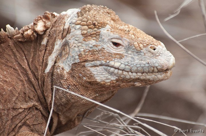 DSC_9235.JPG - The endemic Santa Fe Land Iguana