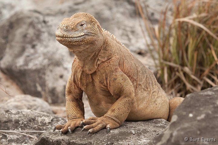 DSC_9251.JPG - The endemic Santa Fe Land Iguana