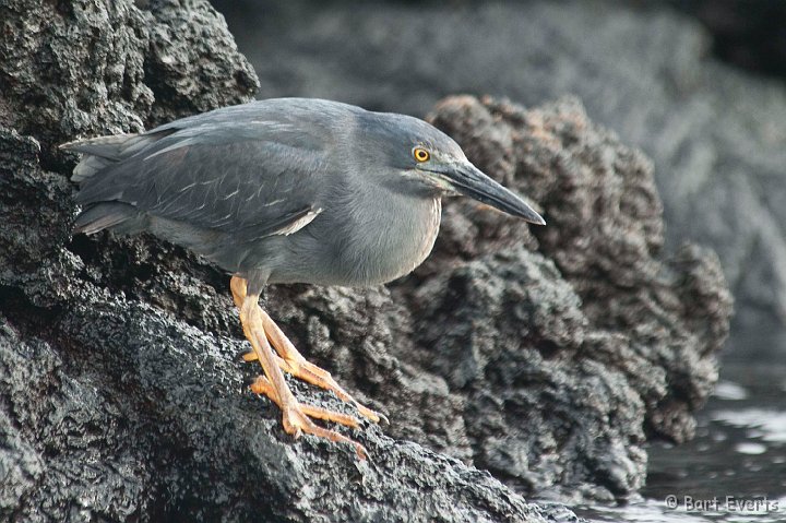 DSC_8183.JPG - Endemic Lava Heron