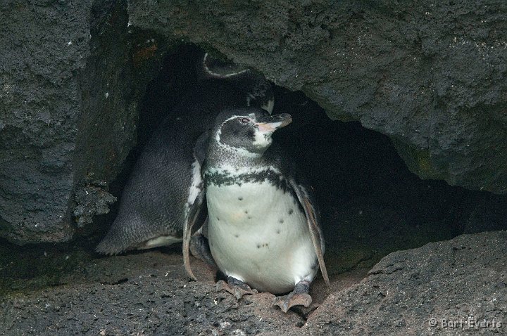 DSC_8207.JPG - Endemic and endangered Galapagos penguin