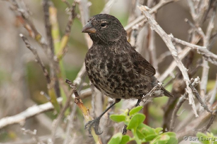 DSC_8282.JPG - Small ground finch