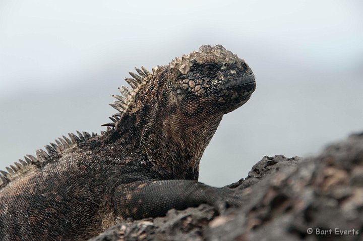 DSC_8304.JPG - Marine Iguana