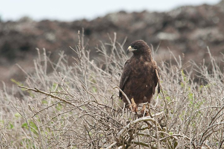 DSC_8317.JPG - Galapagos Hawk