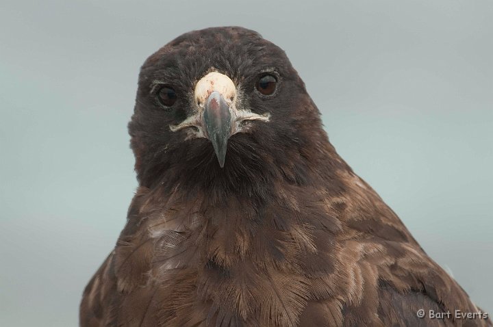 DSC_8333.JPG - Close-up Galapagos Hawk