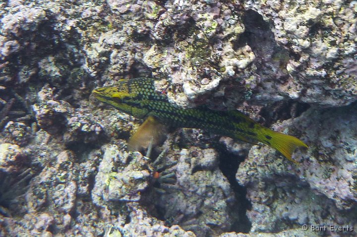 DSC_8334b.jpg - Juvenile Wrasse (?)