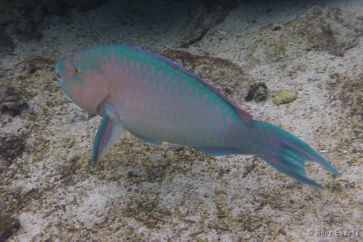 DSC_8334c.jpg - parrotfish