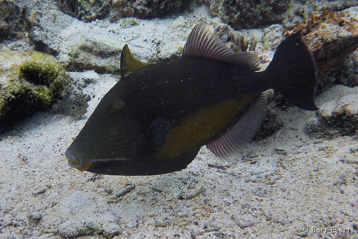 DSC_8334e.jpg - Yellow-side Triggerfish