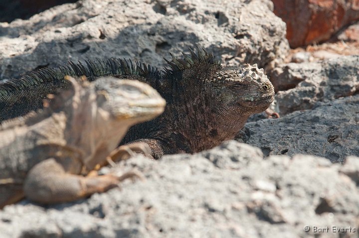 DSC_9274.JPG - Only island where Marine & land Iguanas interbreed