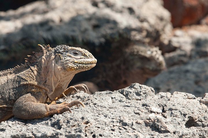 DSC_9276.JPG - Only island where Marine & land Iguanas interbreed